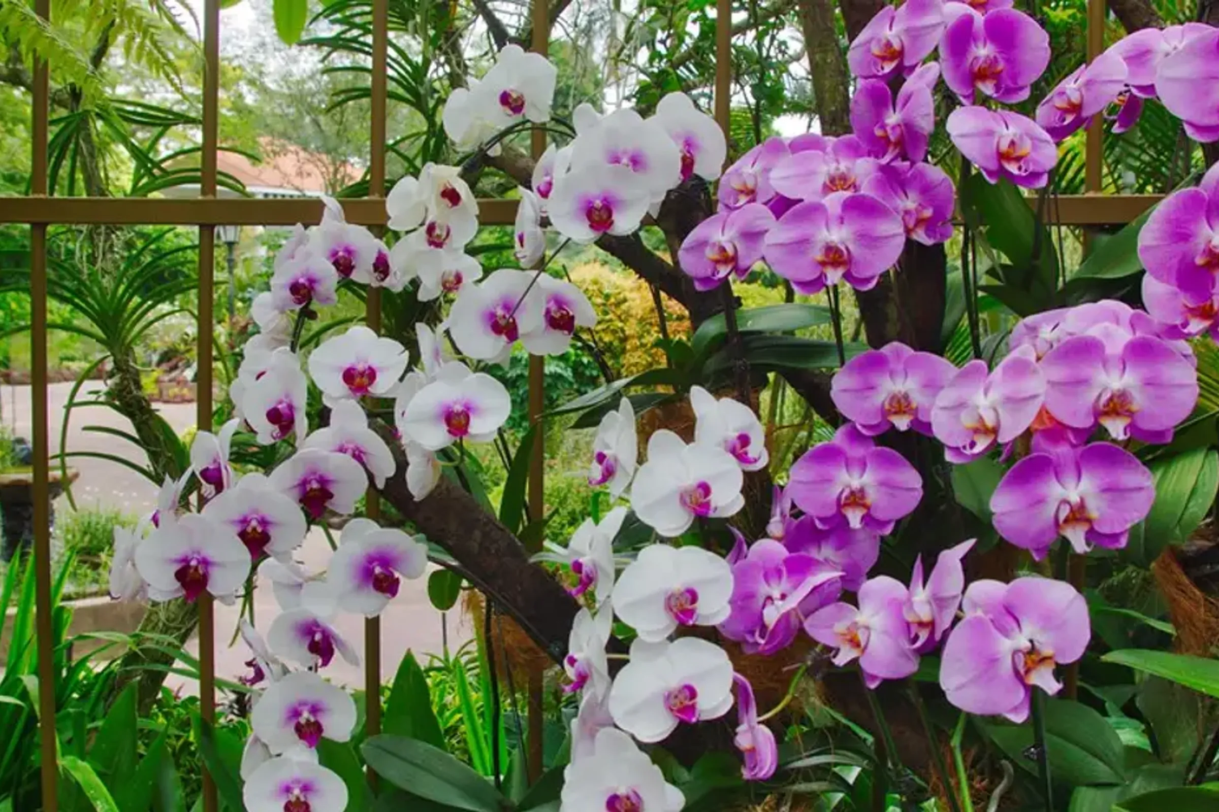 National Orchid Garden Admission Ticket — photo 4